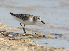Calidris pusilla