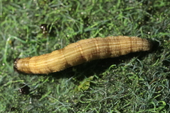 Euclidia glyphica