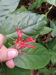 Odontonema cuspidatum