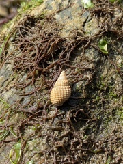 Ilyanassa trivittata