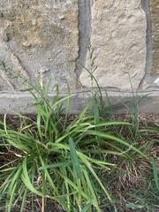 Echinochloa colona