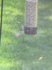 Poecile atricapillus