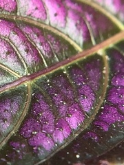 Strobilanthes