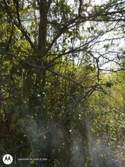 Gleditsia triacanthos