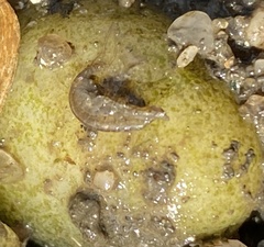 Gammaridae