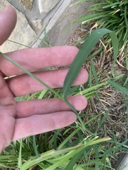 Echinochloa colona