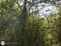 Gleditsia triacanthos