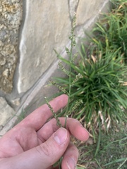 Echinochloa colona