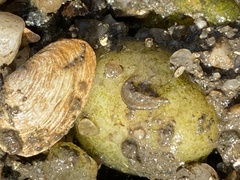 Gammaridae