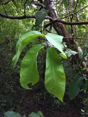 Syzygium samarangense