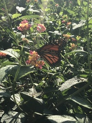 Danaus plexippus plexippus