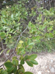 Nothofagus betuloides