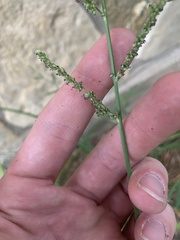 Echinochloa colona