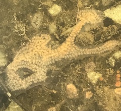 Botrylloides diegensis