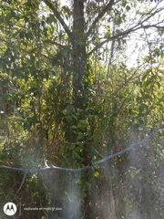 Gleditsia triacanthos