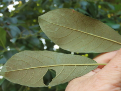 Salix scouleriana
