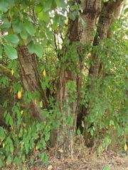 Salix scouleriana