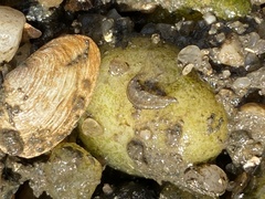 Gammaridae