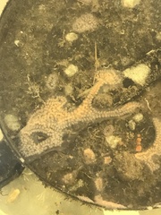 Botrylloides diegensis