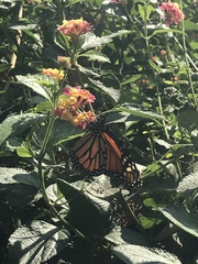 Danaus plexippus plexippus