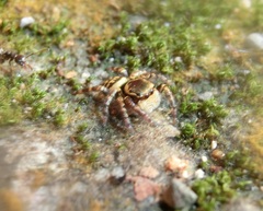 Carrhotus xanthogramma