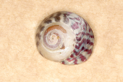 Steromphala umbilicalis