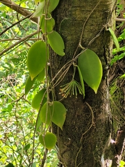 Hoya