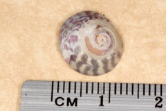 Steromphala umbilicalis