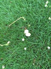 Conocybe apala