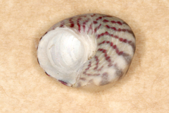 Steromphala umbilicalis