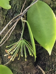 Hoya
