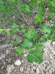 Ribes magellanicum