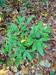 Amorphophallus henryi