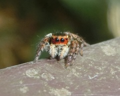 Carrhotus xanthogramma