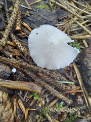 Strobilurus trullisatus