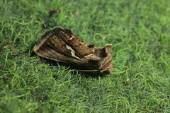 Macdunnoughia confusa
