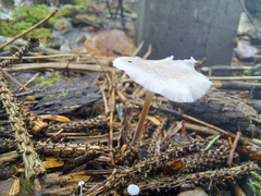 Strobilurus trullisatus