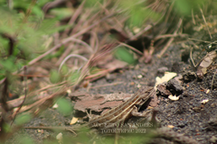 Sceloporus aeneus