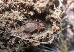 Uliodon
