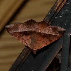 Eulepidotinae