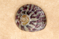 Steromphala umbilicalis