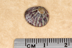 Steromphala umbilicalis