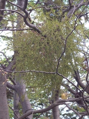 Misodendrum punctulatum