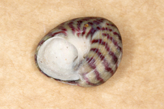 Steromphala umbilicalis