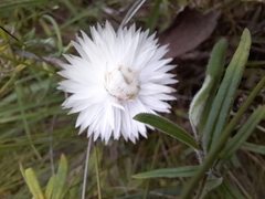 Helichrysum leucopsideum