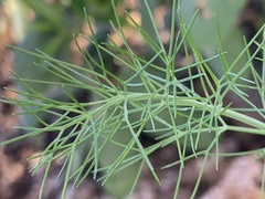 Anethum graveolens