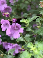 Prostanthera