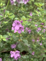 Prostanthera