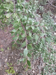 Nothofagus betuloides