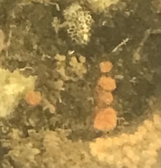 Aplidium stellatum